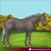 Horse Color:Silver Black 