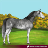 Horse Color:Gray White Spotted Black and Gray White Spotted Black