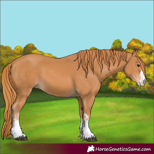 Horse Color:Chestnut 
