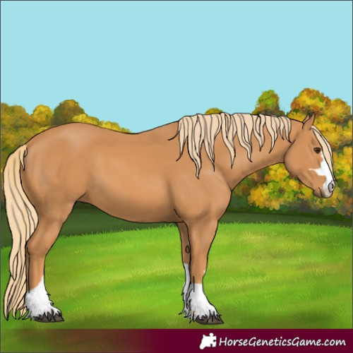 Horse Color:Chestnut 