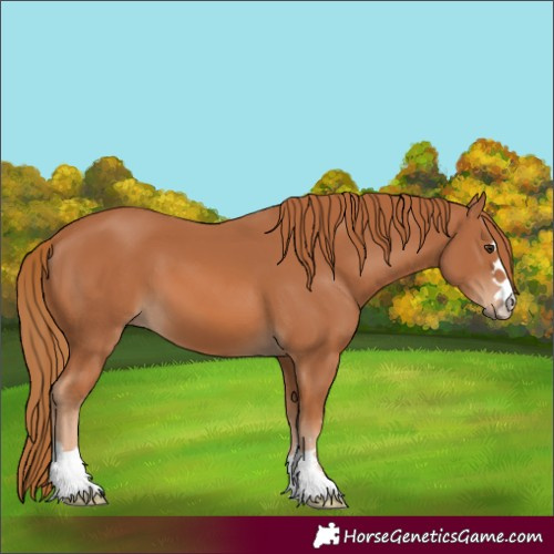 Horse Color:Chestnut 