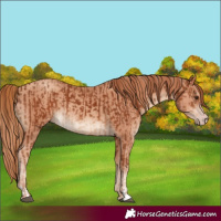 Horse Color:Chestnut and Gold Champagne