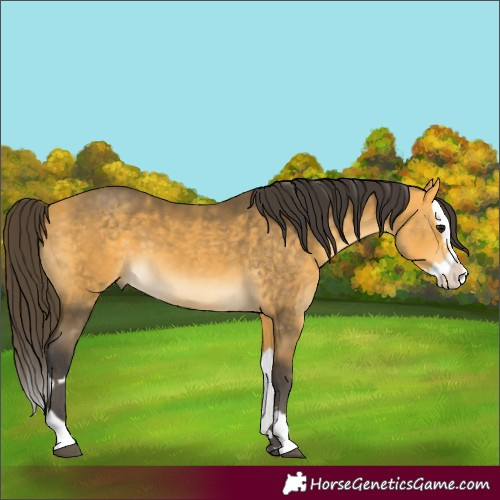 Horse Color:Buckskin  and Buckskin Splash 