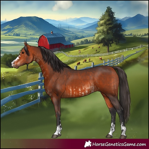 Horse Color:Bay  and Bay 