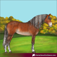 Horse Color:Bay  and Silver Bay 