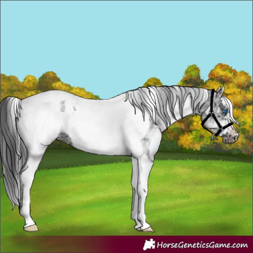 Horse Color:White Spotted Black Splash Tobiano Frame Appaloosa 
