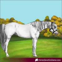 Horse Color:White Spotted Black Splash Tobiano Frame Appaloosa