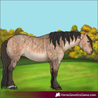 Horse Color:Bay Dun  and Bay Dun 