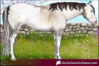 Horse Color:Gray Classic Champagne Ice Onyx Splash Snowcap 