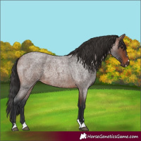 Horse Color:Brown Roan
