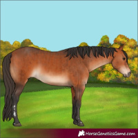 Horse Color:Bay  and Bay 