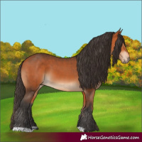 Horse Color:Bay and Bay