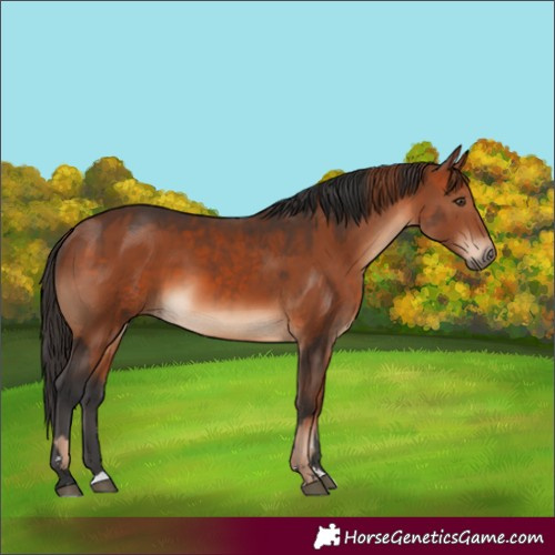Horse Color:Chestnut and Bay