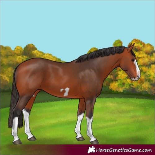 Horse Color:Unknown 
