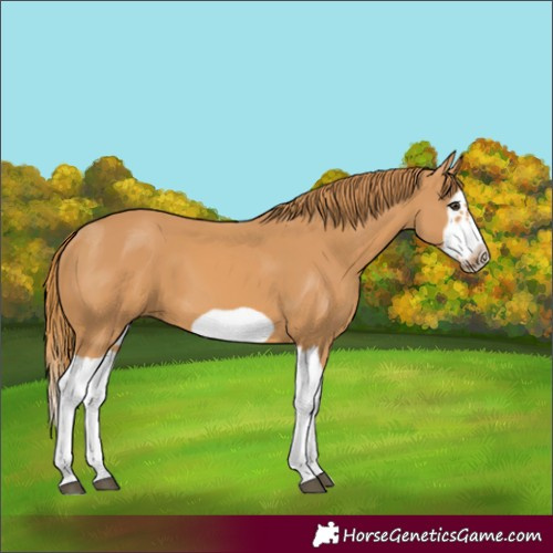 Horse Color:Unknown 