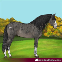 Horse Color:Black  and Grullo 
