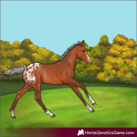 Horse Color:Silver Bay Appaloosa Rabicano 