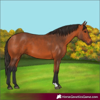 Horse Color:Bay 