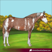 Horse Color:Chestnut Sabino Appaloosa Rabicano