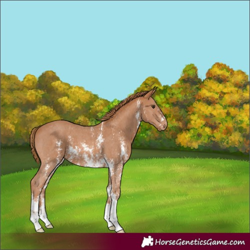 Horse Color:Chestnut Sabino