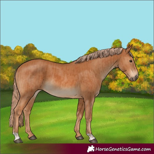 Horse Color:Chestnut  and Chestnut 