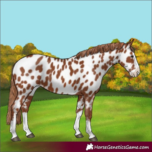 Horse Color:Chestnut Splash Near Leopard