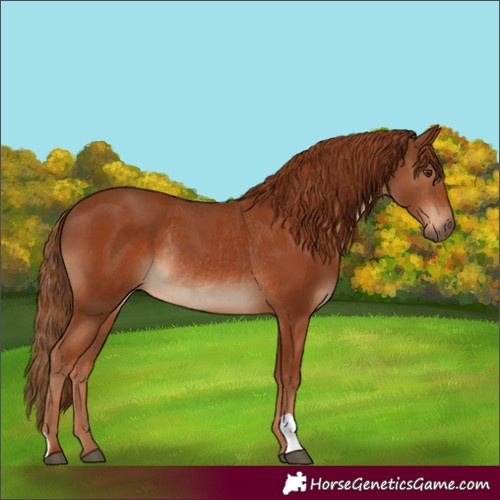 Horse Color:Chestnut  and Chestnut Rabicano 