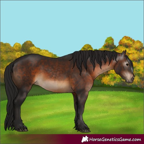 Horse Color:Bay  and Gray Bay 