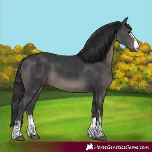 Horse Color:Black  and Black 