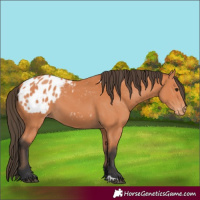 Horse Color:Bay Appaloosa 
