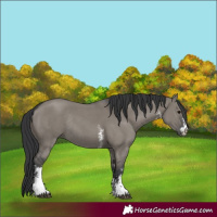 Horse Color:Grullo Sabino Rabicano 