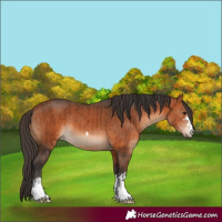 Horse Color:Bay  and Bay 