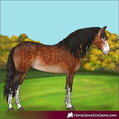 Horse Color:Bay  and Gray Bay 