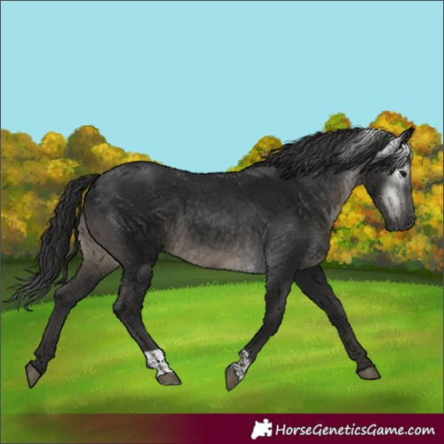 Horse Color:Unknown