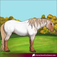 Horse Color:Red Roan Appaloosa 