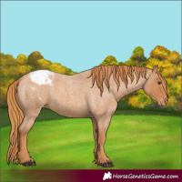 Horse Color:Red Roan Appaloosa 