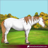 Horse Color:Red Roan Appaloosa 