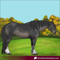 Horse Color:Black and Black