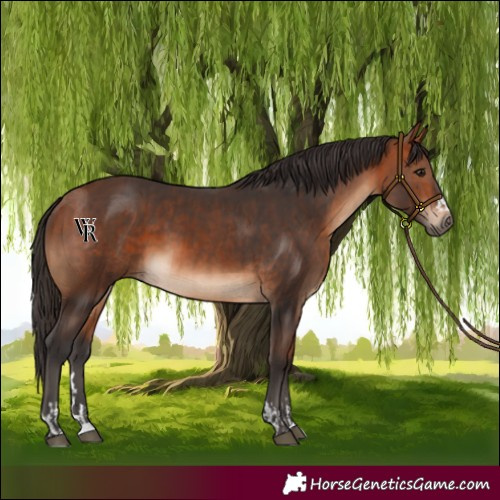 Horse Color:Bay  and Bay 