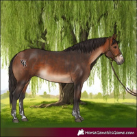 Horse Color:Bay and Bay