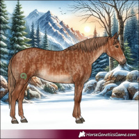 Horse Color:Red Dun Rabicano and Chestnut