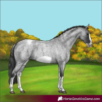 Horse Color:White Spotted Blue Roan Splash Frame Varnish 