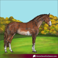Horse Color:Black  and Chestnut 