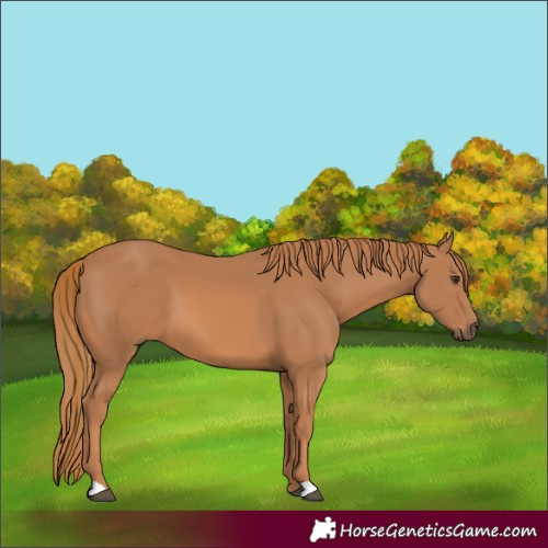 Horse Color:Chestnut 