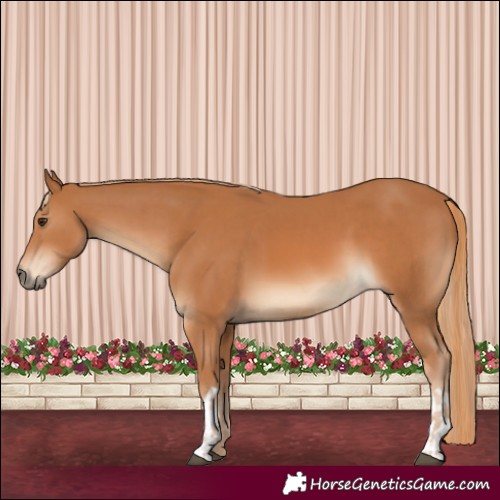 Horse Color:Chestnut and Chestnut