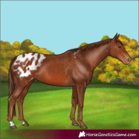 Horse Color:Chestnut Appaloosa 