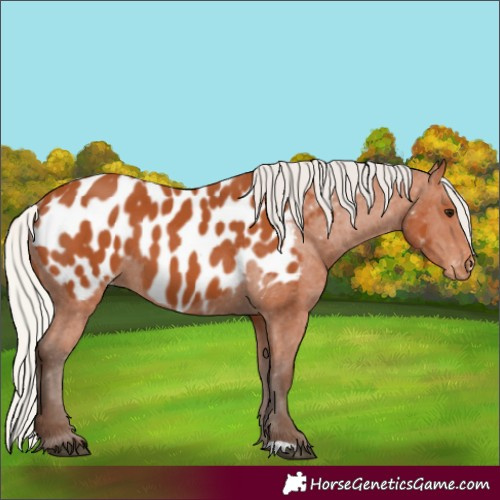 Horse Color:Silver Bay Appaloosa 