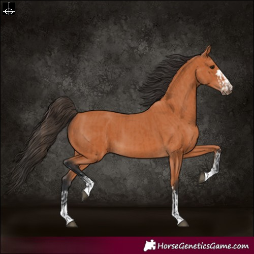 Horse Color:Bay  and Bay 