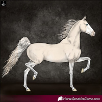 Horse Color:Cremello Splash  and Perlino Splash 