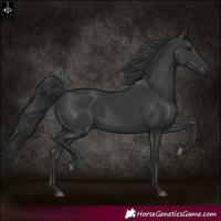 Horse Color:Black 